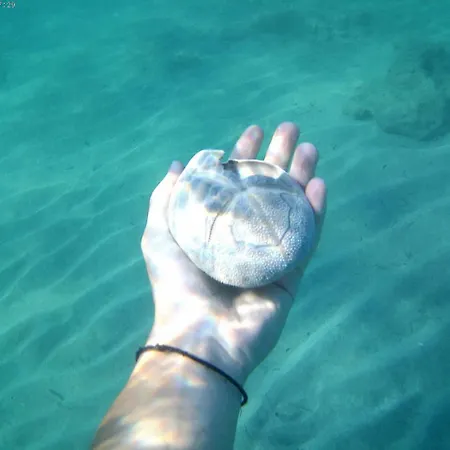 Appartement Fiscardostudios Fiskardo